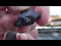 これは珍しい　石を包んでいる真っ黒な小石