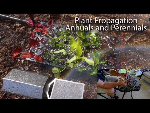 Plant Propagation - Rooting Annuals and Perennials