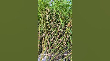 Trúc quân tử . Trúc quan âm.  Trúc đùi gà .Trúc cần câu