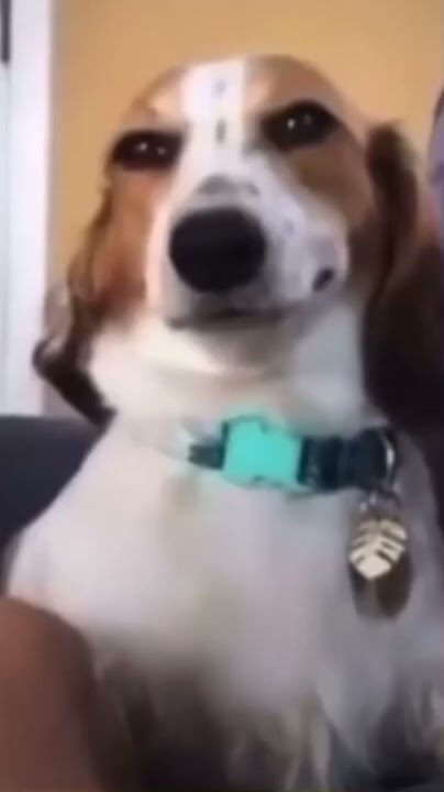 sus dog meme