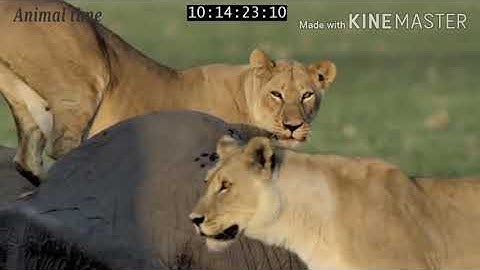 The king of Kalahari 2