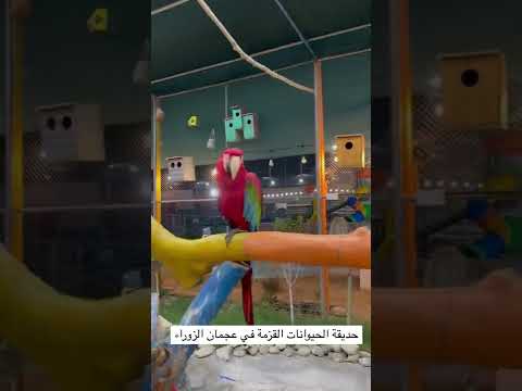 حديقة الحيوانات القزمة في عجمان