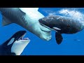 Orca - O predador mais impiedoso dos mares e oceanos