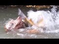 Dog catches and battles a giant fish