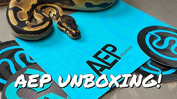 ALWAYS EVOLVING PYTHONS UNBOXING!!!