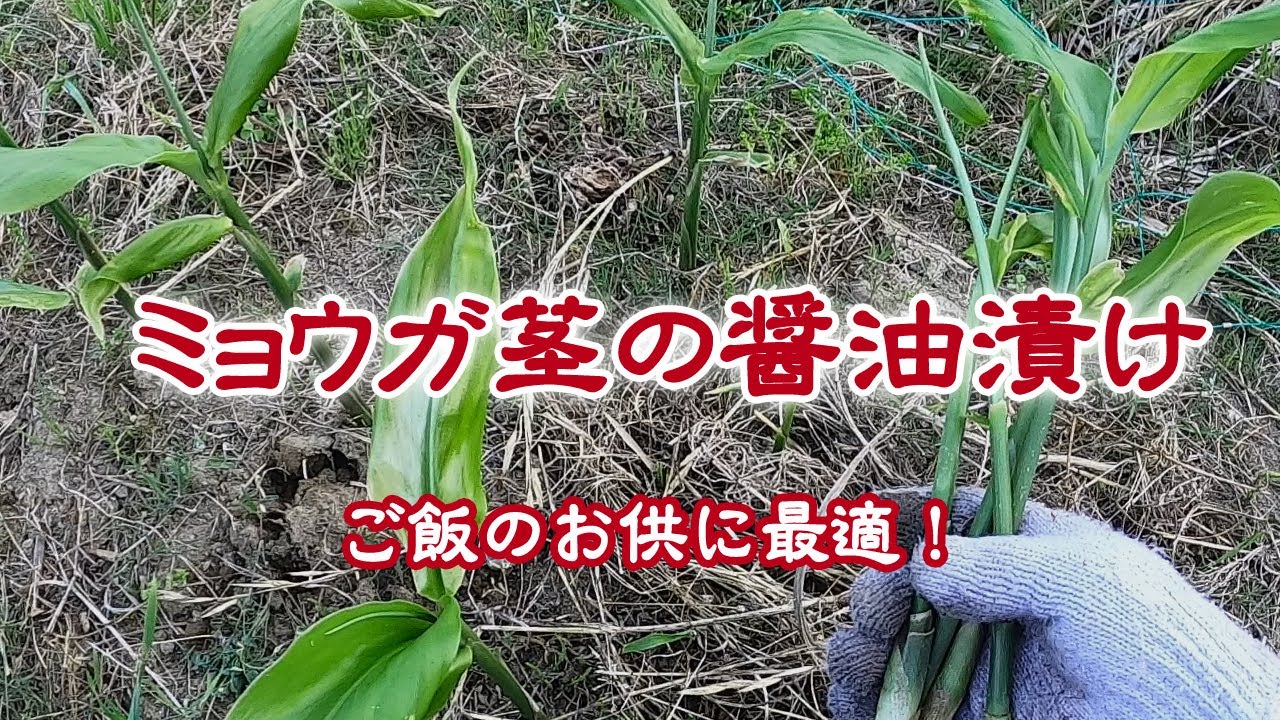 ミョウガ茎の醤油漬け ご飯のお供に最適 Youtube