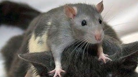 🧀Lag on food and other🧵 Mouse Simulator (read description)