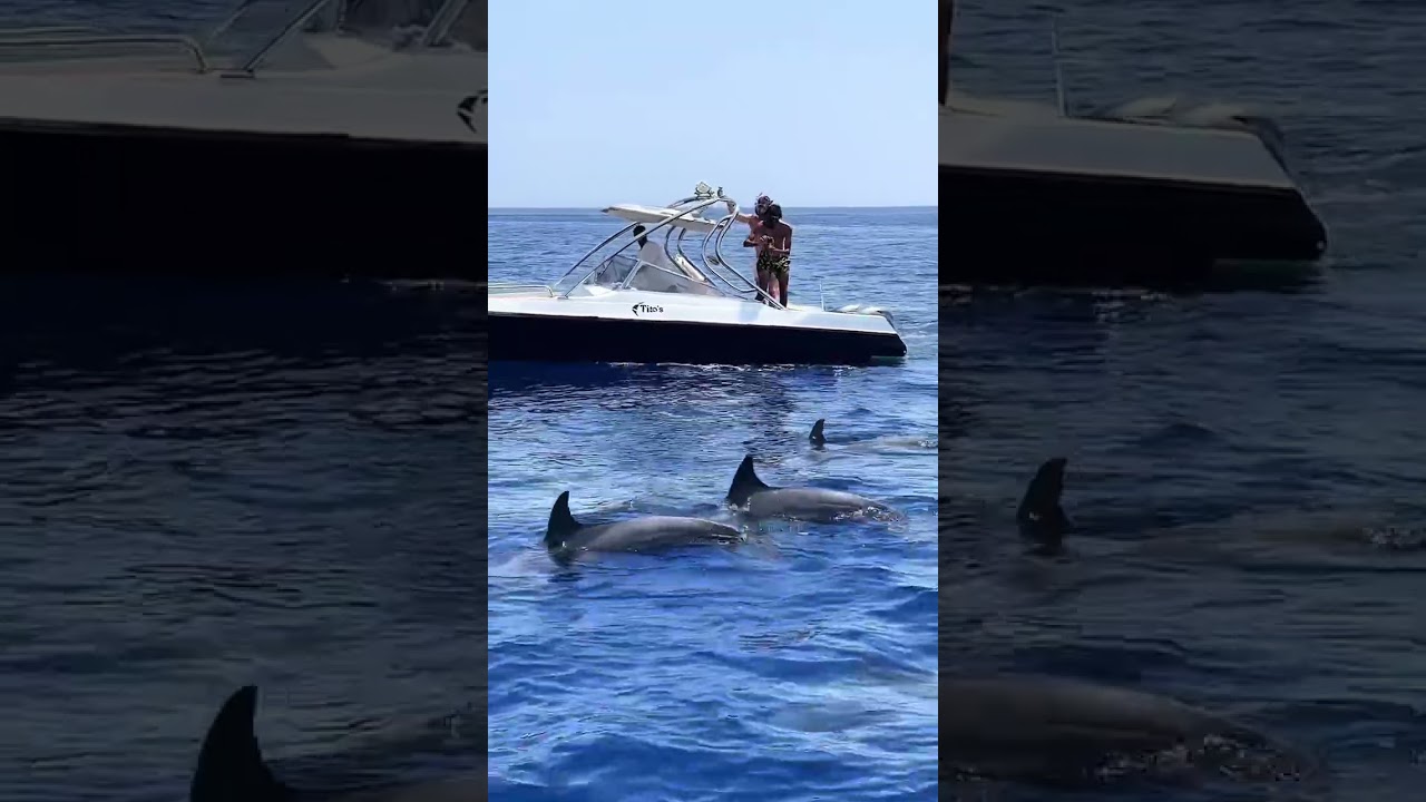 Speedboat and wild dolphins on the Red Sea in Hurghada