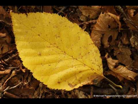 Video: Frunza Galbenă De Toamnă