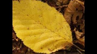 Frunza galbena-Pasarea colibri