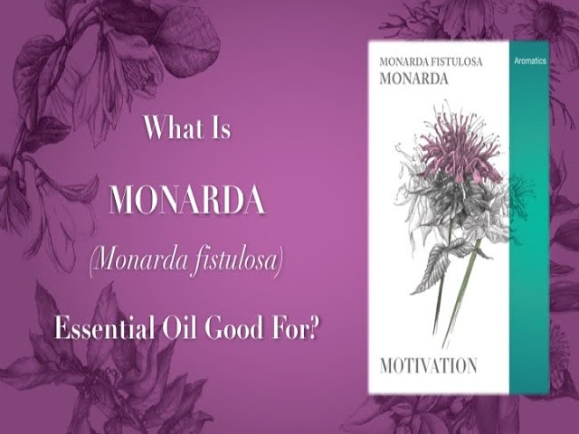 What is Monarda Essential Oil Good For?