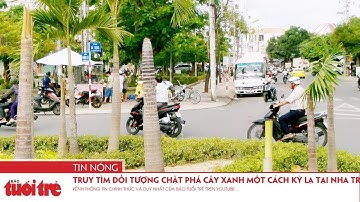 Truy tìm đối tượng chặt phá cây xanh một cách kỳ lạ tại Nha Trang