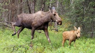 Alaska Wildlife Video June 30, 2023