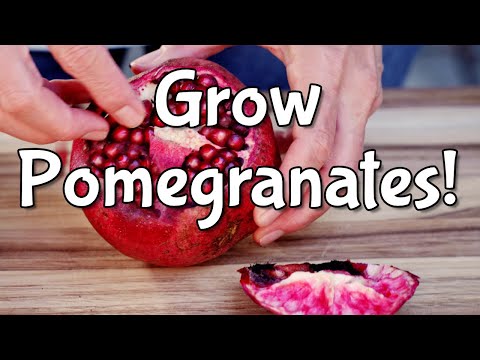 Video: Gvazdikų grenadinas: auginimas iš sėklų savo rankomis, aprašymas ir apžvalgos