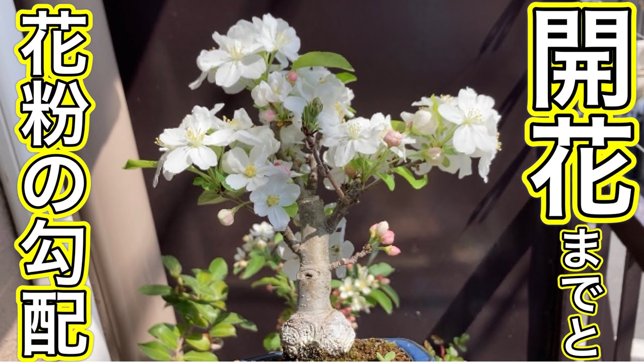 一起園芸】姫林檎・深山海棠・2鉢同時出品◇予約出品◇ 一起園芸】姫林檎・深山海棠・2鉢同時出品◇予約出品◇