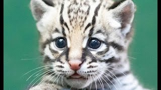 Rare Ocelot Born at Audubon Zoo