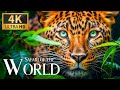 Capture de la vidéo Safari Of The World 4K 🐾 Discovery The Wilderness Wild Adventures With Relaxing Piano Music | Calm