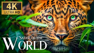 Safari Of The World 4K 🐾 Discovery The Wilderness Wild Adventures With Relaxing Piano Music | Calm