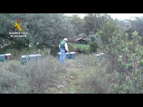 Investigan a un vecino de Zalamea por el robo de 50 colmenas de abejas