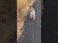 おやつをキャッチする練習をする犬 #Shorts