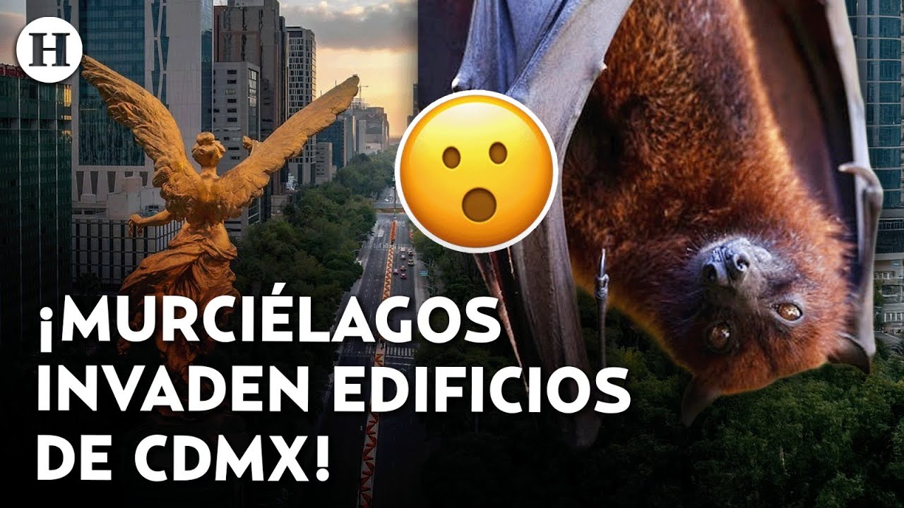 ¡Viven entre nosotros! Murciélagos invaden la CDMX y viven entre edificios sin que lo imagines