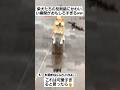 柴犬たちの反則級にかわいい瞬間がおもしろすぎるww#shorts#tiktok#おすすめ#動物#柴犬#おもしろ