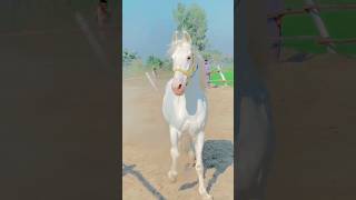 Gentle Horse Allows Climbing and Sliding || ViralHog