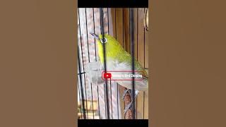 Pancingan Pleci Buka Paruh #pleci #kicaumania #terapipleci #pancinganpleci