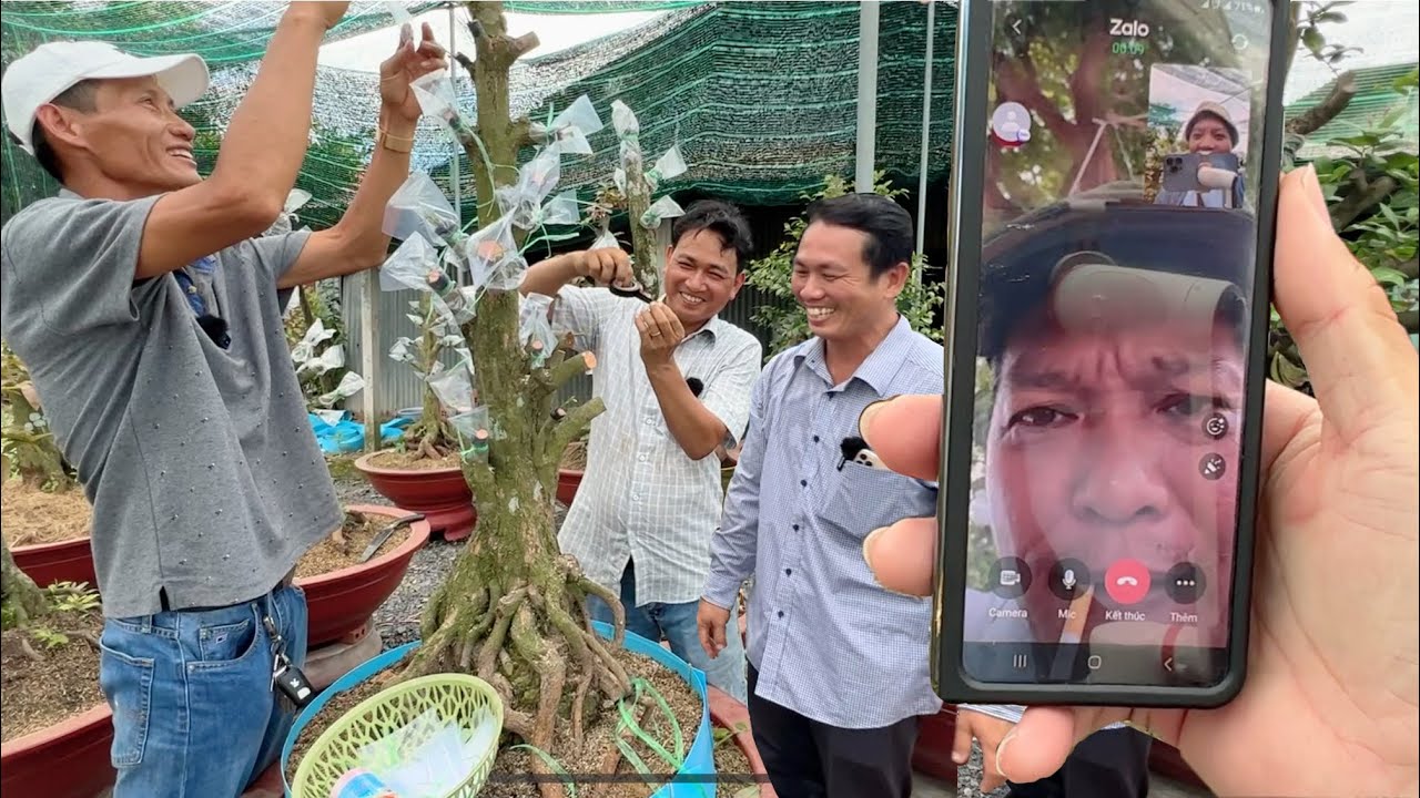 Nghe tin Hoàng Mai tứ quý ghép đổi cây mai lấy bo SBBL của 2 vườn này : Đủ Lực Phương Bình lên tiếng