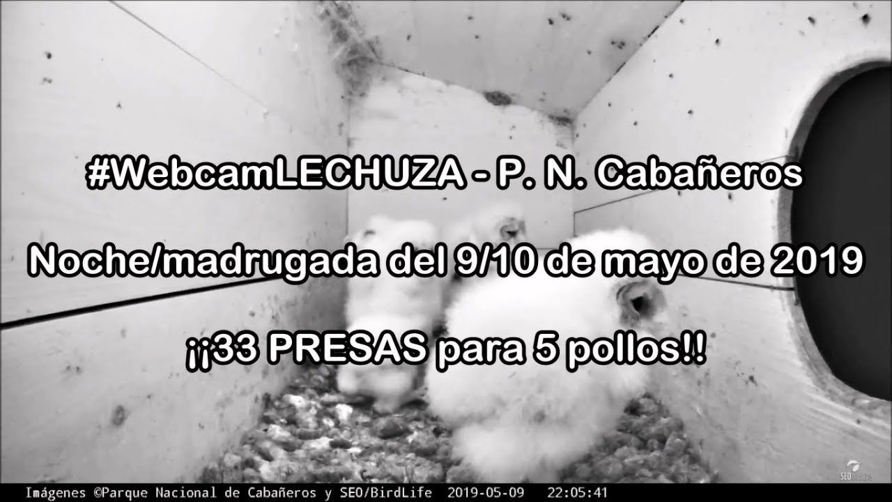 9-10/05/2019 - Lechuza común, P.N. Cabañeros - 33 presas para 5 pollos