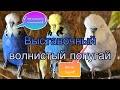 Кто такой Выставочный волнистый попугай? Кто такой чех?