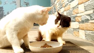 Don't disturb my food | Adorable Cats Drama by Cats Feed Journey 307 views 2 weeks ago 3 minutes, 52 seconds