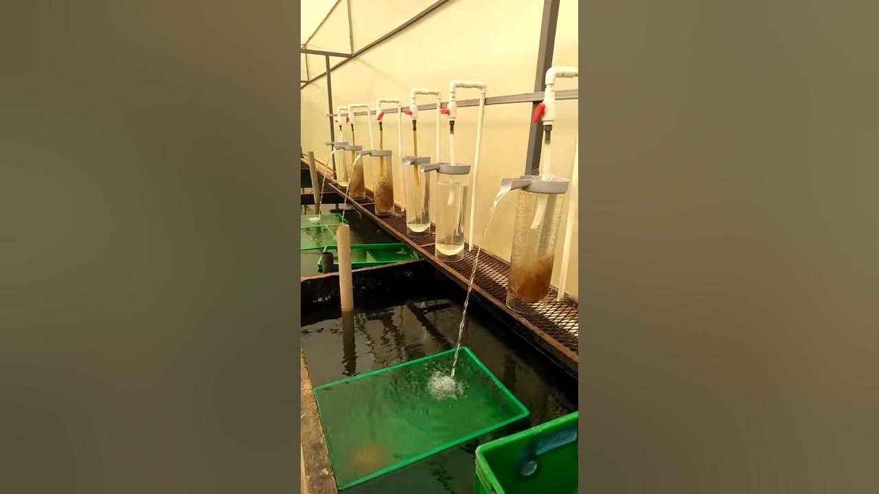 Tilapia eggs in hatching jars. YouTube