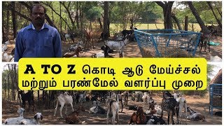 A to Z கொடி ஆடு மேய்ச்சல் மற்றும் பரண்மேல் வளர்ப்பு முறை | Profitable Kodi Goat Farming