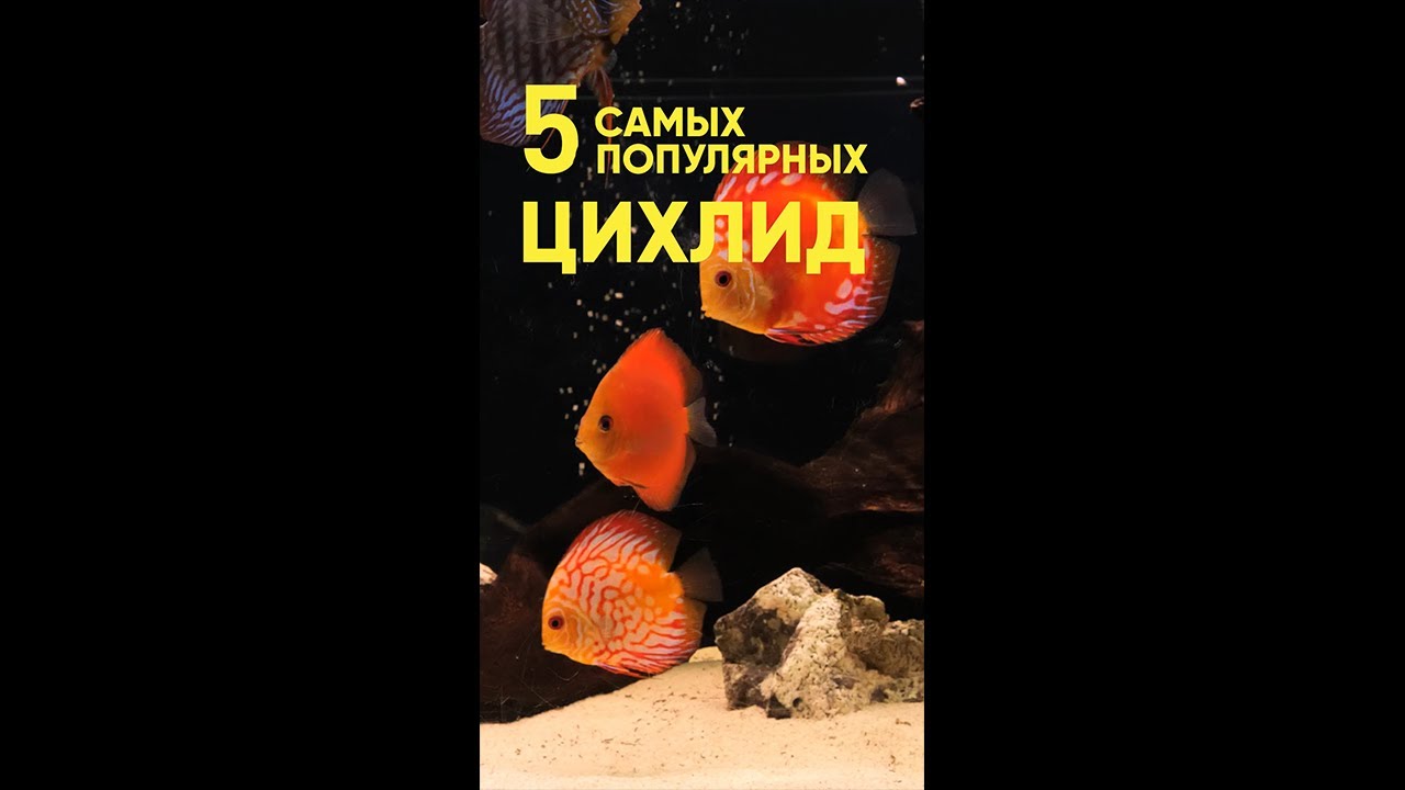 Топ 5 самых популярных цихлид #Shorts