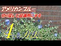 【花】アメリカンブルーの育て方・切り戻し