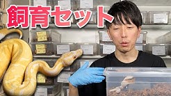 Deu Reptilesボールパイソン専門店 Youtube
