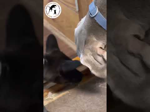 ワイマラナー氷喰らう #shorts