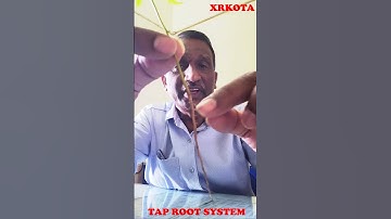 TAP ROOT SYSTEM
