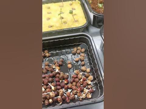Настурция #микрозелень #ситифермер - YouTube