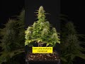 TOP 3 MEJORES GENETICAS DE MARIHUANA