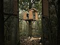 Building a Modern Treehouse in the Woods