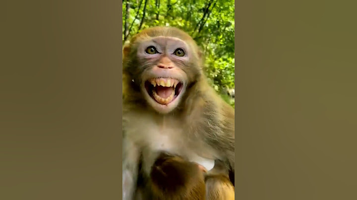 Monkey Laughing Funny   video - Animal 😂