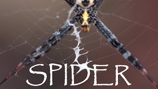 Beautiful Orb Weaver SPIDER Nature CLOSE UP