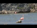 Flamingos wading in caribbean bkld lwwb