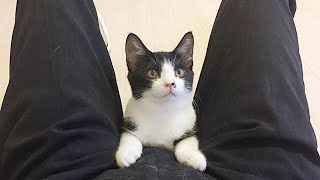 お腹の上で寝たい子猫が何度も乗ってきます