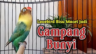 BEGITU DENGAR SUARANYA LOVEBIRD JADI GAMPANG BUNYI, Lovebird  FIGHTER NGEKEK JITU MERANGSANG BUNYI