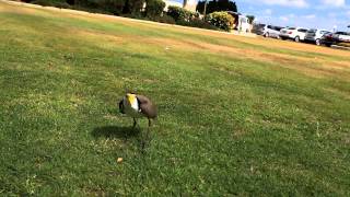 plover protecting eggs