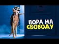 Выпускаем рыжего котенка на свободу / SANI vlog