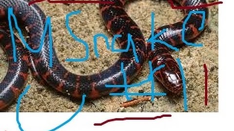 minecraft server mini game Snake貪食蛇#1(mineplex)